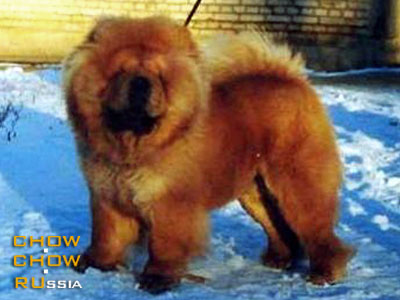 Chow-chow BIS LAC ABSOLUTE. -   
