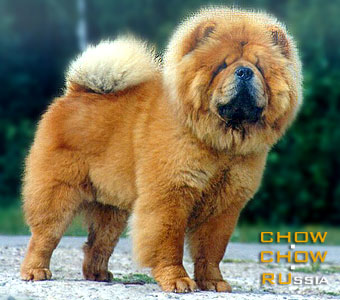 - . Chow-chow GAYER